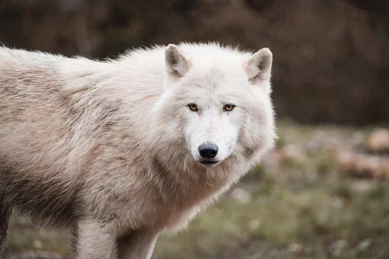 Le Parc national du Mercantour : entre loup et glace