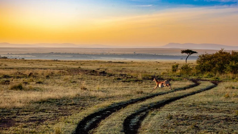 Conseils de voyage pratiques pour un safari réussi