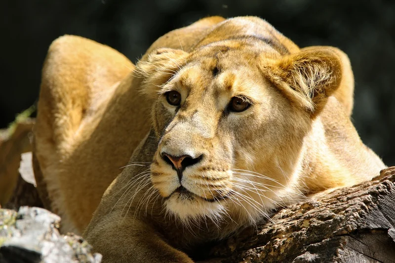 Photographie animalière : comment ne pas rentrer avec rien