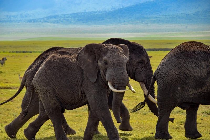 Safari en Afrique : conseils essentiels pour une aventure inoubliable en 2026